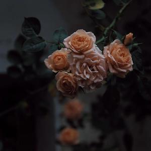 暴力肉体进入HDⅩXXX
